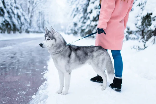 Genç kadın ve Sibirya husky köpek — Stok fotoğraf