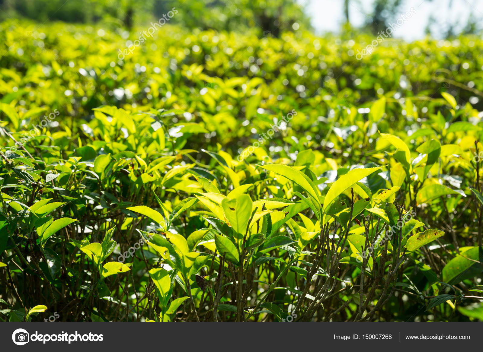 Ceylon tea leaves Stock Photo by ©Nomadsoul1 150007268