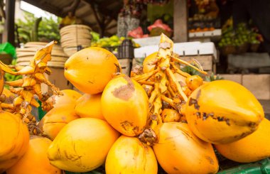 Kral hindistancevizi grup 