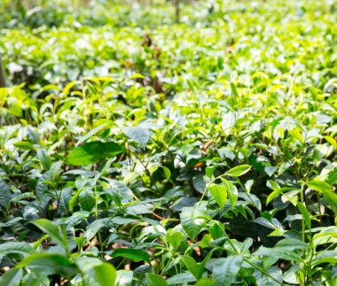 Seylan çay yaprakları