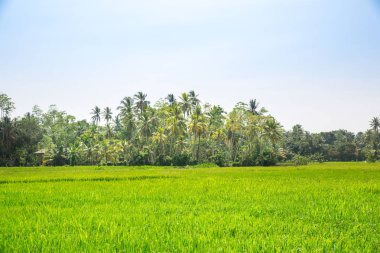 Doğal tropikal orman orman