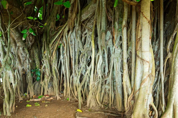 Naturaleza de selva profunda — Foto de Stock