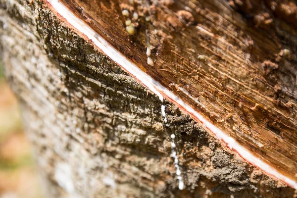 White milk on rubber tree trunk — Stock Photo, Image