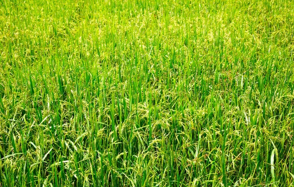 Campo de arroz no Sri Lanka — Fotografia de Stock