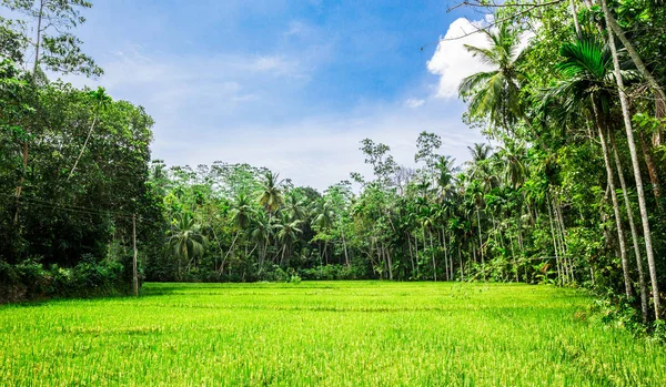 Schilderachtige tropische jungle bos — Stockfoto