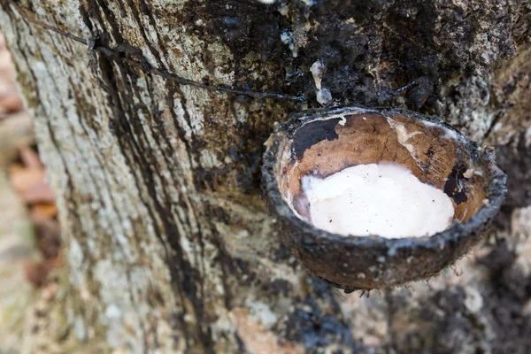 Rubber tree with milk — Stock Photo, Image