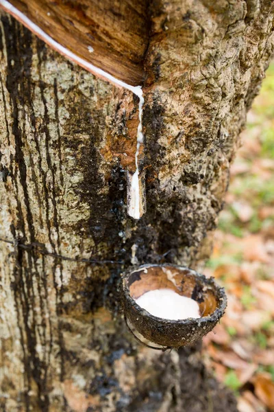 Albero di gomma con latte — Foto Stock