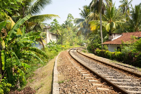 Palmbomen langs spoorlijn weg — Stockfoto