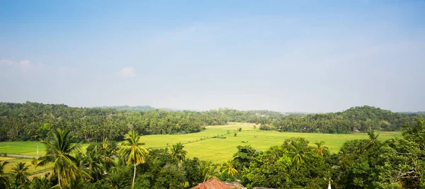 Bosque tropical de selva escénica — Foto de Stock