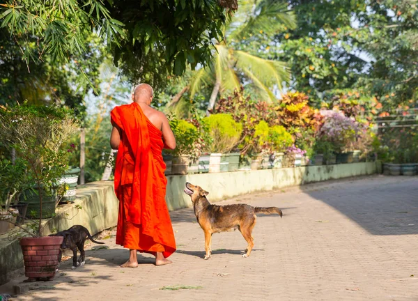 Monge budista alimentando cães — Fotografia de Stock
