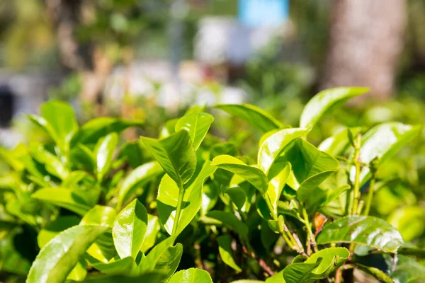 Ceylon tea leaves — Stock Photo, Image
