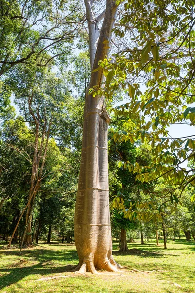 Baobab drzewa w lesie tropikalnym — Zdjęcie stockowe