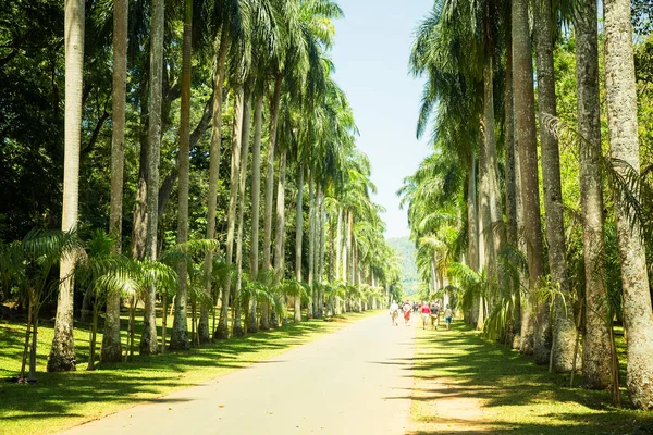 Beautiful palm alley — Stock Photo, Image