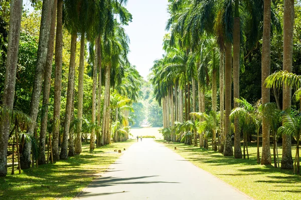 Piękna aleja Palm — Zdjęcie stockowe