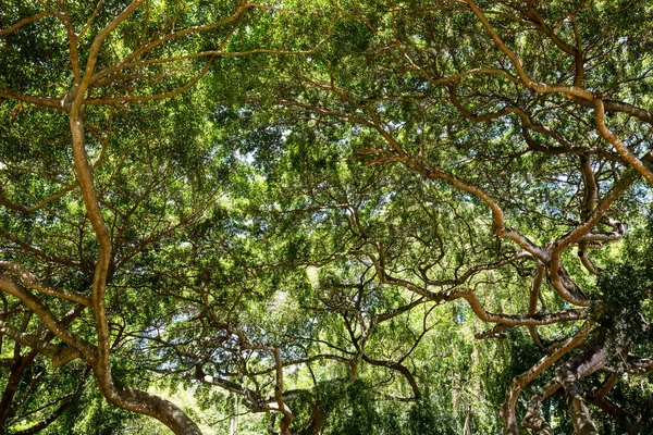 Hermosos árboles en el bosque tropical — Foto de Stock