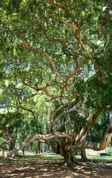 Piękne drzewa w lesie tropikalnym — Zdjęcie stockowe