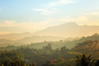 Doğal tropikal orman orman