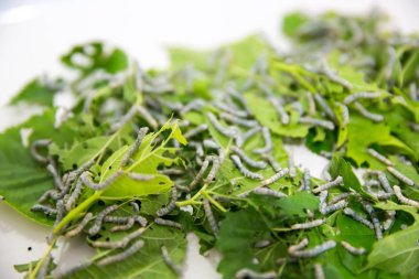 ipekböceği larva dut yaprakları üzerinde 