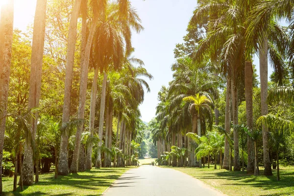 Beautiful palm alley