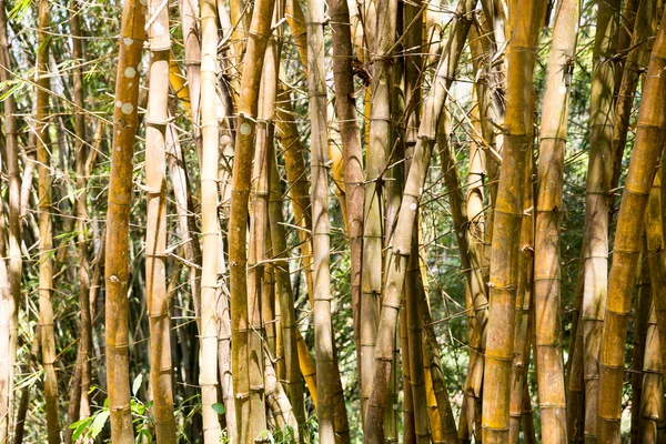 Brown bamboo trunks — Stock Photo, Image