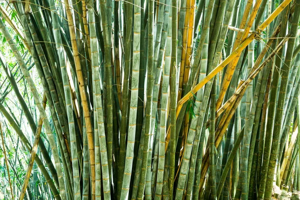 Green bamboo grass — Stock Photo, Image