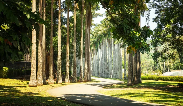 Piękna aleja Palm — Zdjęcie stockowe