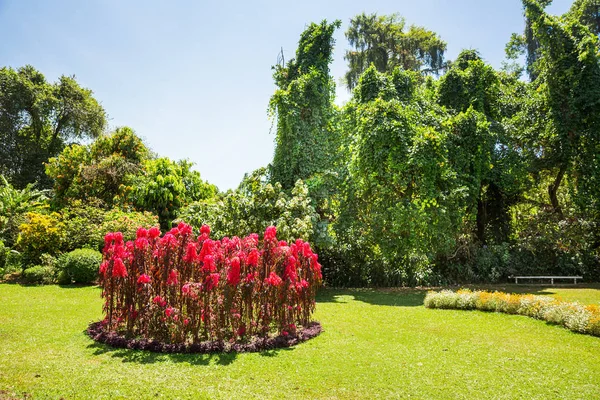 열 대 공원 식물 — 스톡 사진