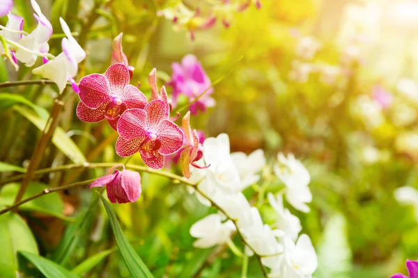 Beautiful peradeniya flowers — Stock Photo, Image