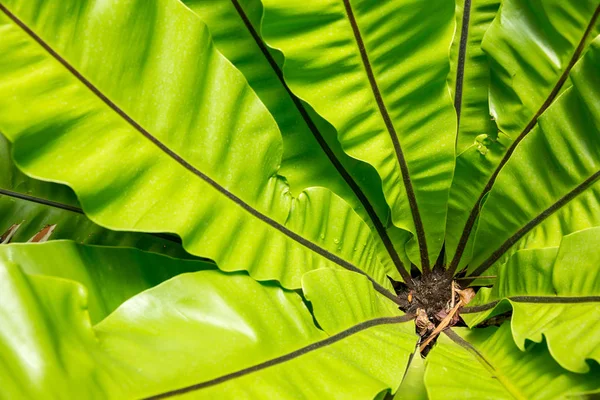 Beautiful green leaves — Stock Photo, Image