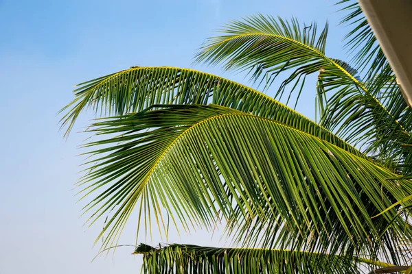 Ramo de palma verde — Fotografia de Stock