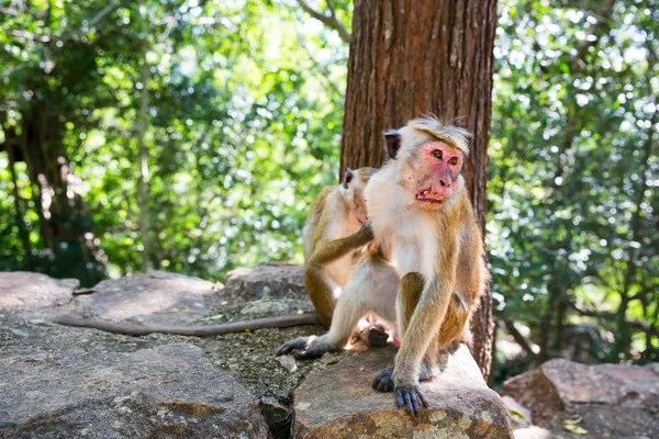 Süße kleine Affen auf Sri Lanka — Stockfoto