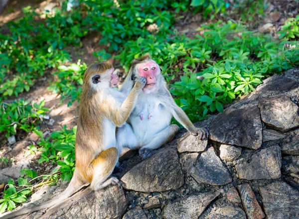 可爱的小猴子在斯里兰卡 — 图库照片