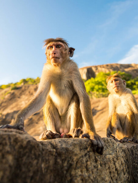 милые маленькие обезьянки на Шри-Ланке
