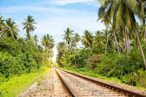 Tren yolu boyunca palmiye ağaçları — Stok fotoğraf