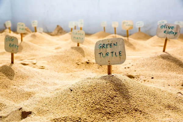 Cementerio de tortugas en Sri Lanka — Foto de Stock