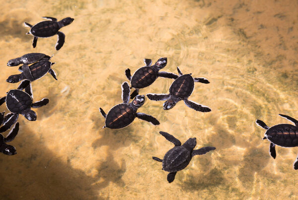 Newborn turtles in water