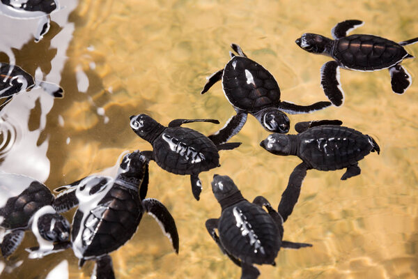 Newborn turtles in water