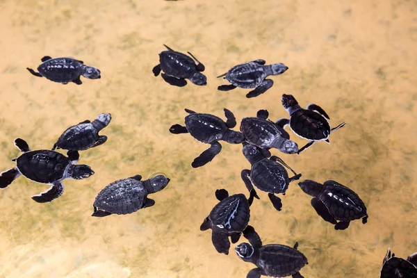 Tartarugas recém-nascidas na água — Fotografia de Stock