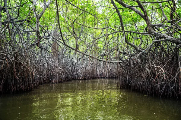 Jungle river and tropical mangroves — Stock Photo, Image