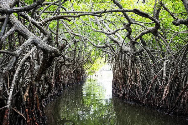 Jungle rivier en tropische mangroven — Stockfoto