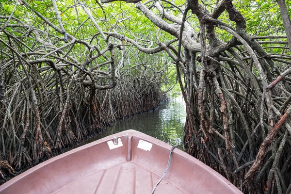 Mangrovové porosty řeky a tropické džungle — Stock fotografie