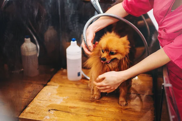 Lavagem do cão no salão de groomer — Fotografia de Stock