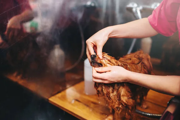 Lavagem do cão no salão de groomer — Fotografia de Stock