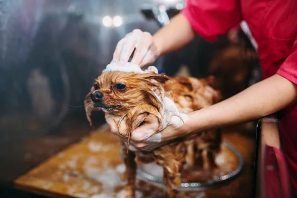 Lavagem do cão no salão de groomer — Fotografia de Stock