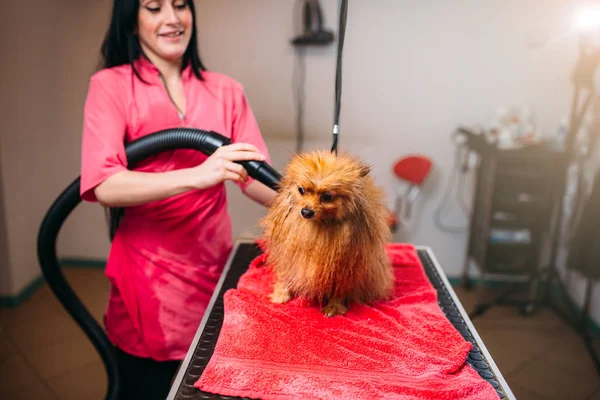 Pet groomer con asciugacapelli — Foto Stock