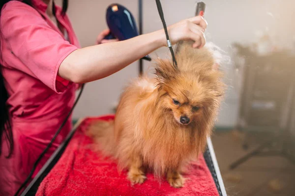 Pet groomer con asciugacapelli — Foto Stock