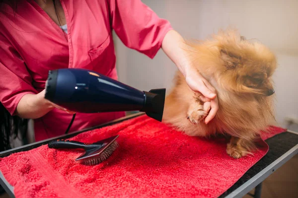 Pet groomer con asciugacapelli — Foto Stock