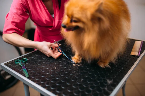 Toelettatore tagliando unghie di cane — Foto Stock
