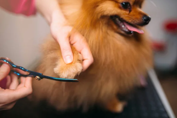 Toelettatore che taglia capelli di piccolo cane — Foto Stock