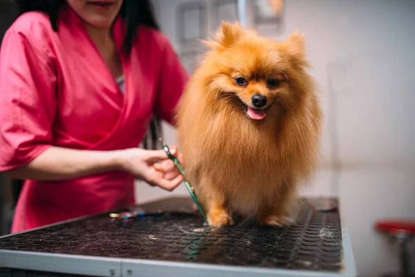 Toelettatore che taglia capelli di piccolo cane — Foto Stock